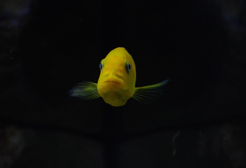 Maylandia sp. 'msobo' Magunga